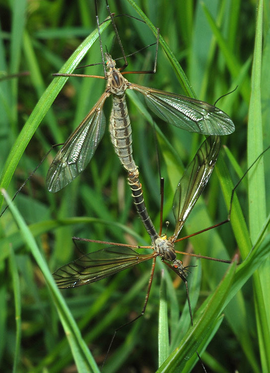 Tipula vernalis?